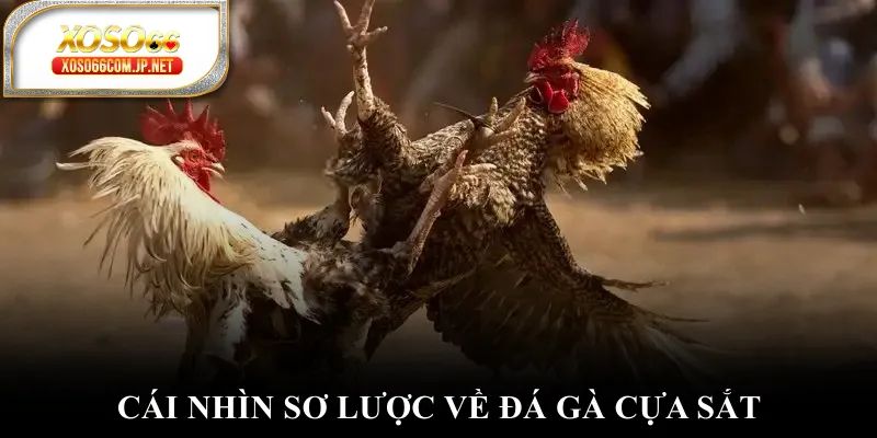 Đá Gà Cựa Sắt - Đánh Thức Đam Mê Chinh Phục Đỉnh Cao - kopg