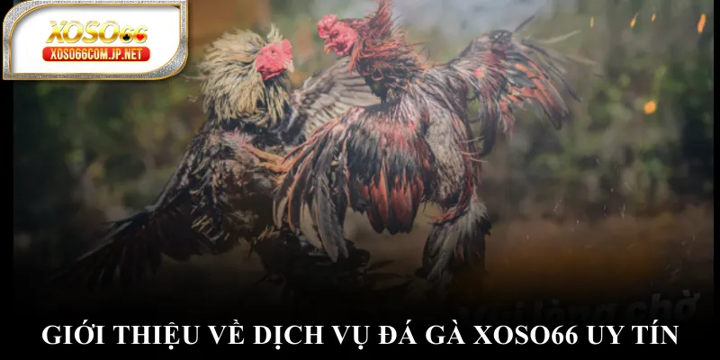 Đá Gà XOSO66 Đỉnh Cao Với Những Trận Đấu Nghẹt Thở - kopg