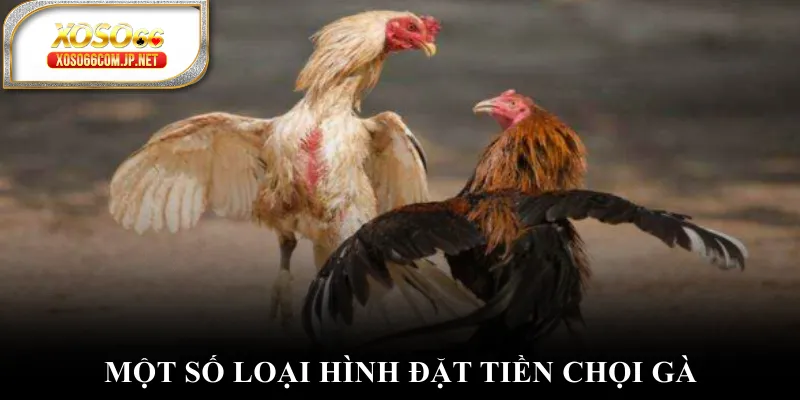 Đá Gà Cựa Sắt - Đánh Thức Đam Mê Chinh Phục Đỉnh Cao - kopg