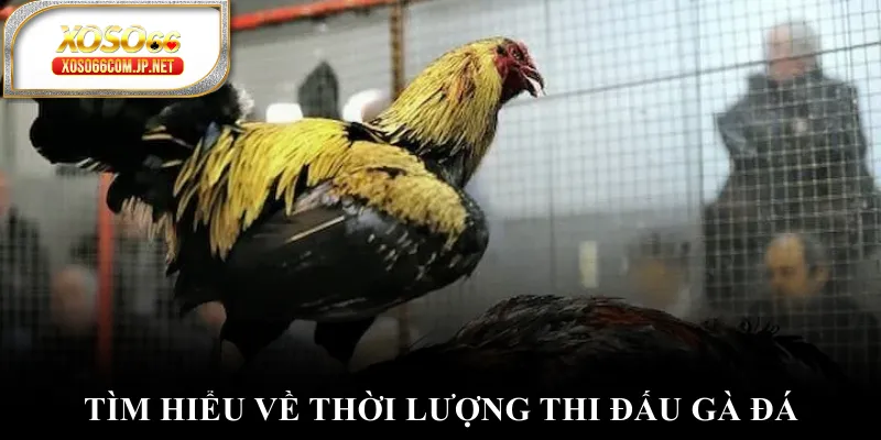 Đá Gà Cựa Sắt - Đánh Thức Đam Mê Chinh Phục Đỉnh Cao - kopg