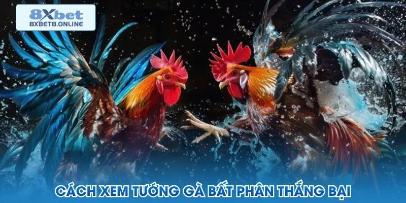 Đá Gà Đòn - Cách Chọn Chiến Kê