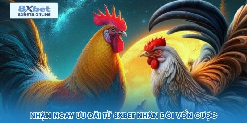 Đá Gà Đòn - Cách Chọn Chiến Kê